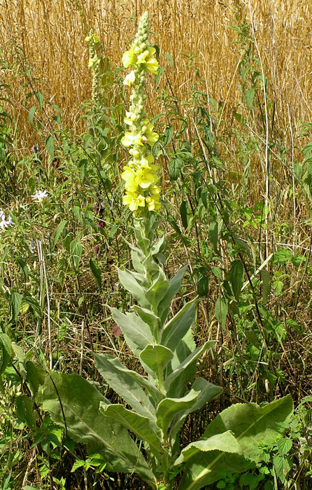 Windblumen-Königskerze, Verbascum phlomoides
